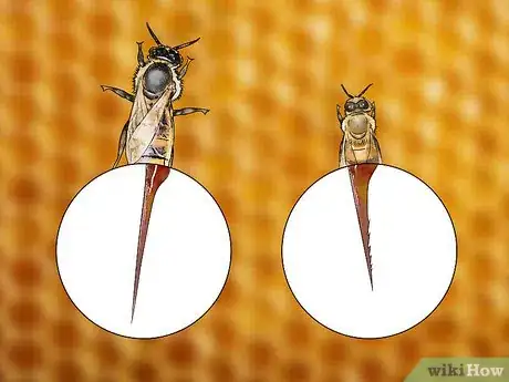 Imagen titulada Identify a Queen Bee Step 4