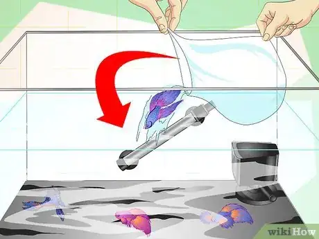 Imagen titulada Make a Female Betta Community Step 12