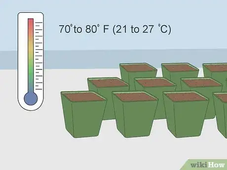 Imagen titulada Grow Tomatoes from Seeds Step 14