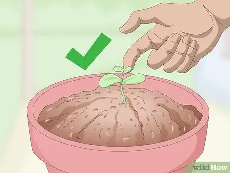 Imagen titulada Germinate Tree Seeds Step 6