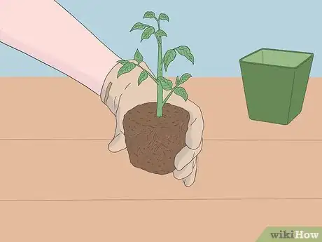 Imagen titulada Grow Tomatoes from Seeds Step 22