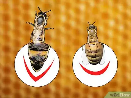 Imagen titulada Identify a Queen Bee Step 2