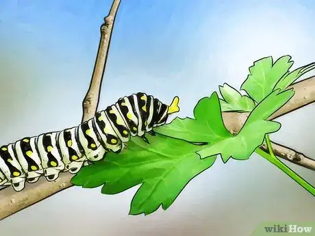 Imagen titulada Keep Wild Caterpillars As Pets Step 8