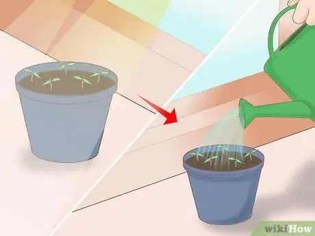 Imagen titulada Plant a Lemon Seed Step 23