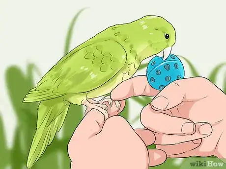 Imagen titulada Spot Signs of Illness in Quaker Parrots Step 12