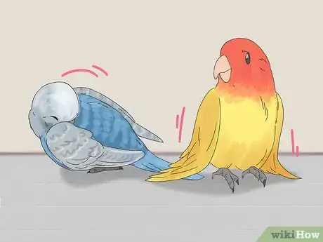 Imagen titulada Spot Signs of Illness in Lovebirds Step 8