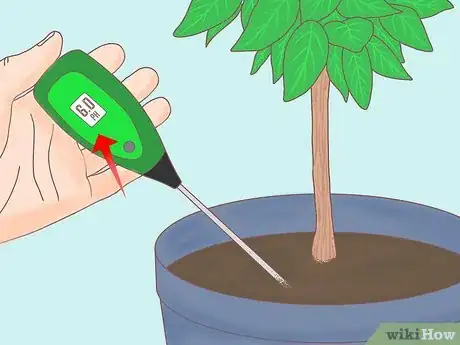 Imagen titulada Plant a Lemon Seed Step 27