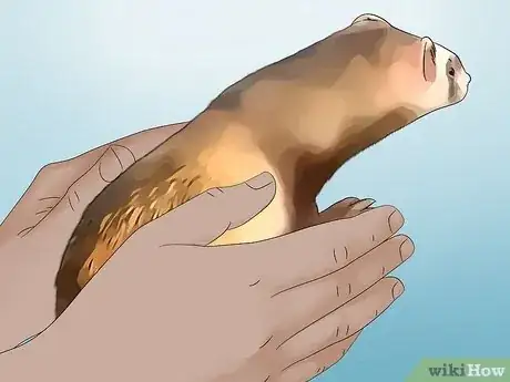 Imagen titulada Care for a Ferret Step 10