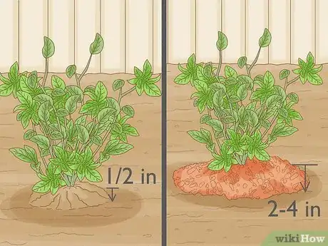 Imagen titulada Grow Blueberries Step 11