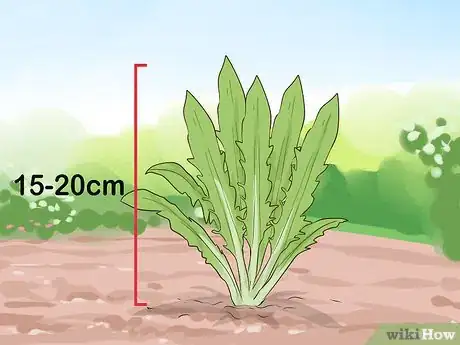 Imagen titulada Harvest Chicory Step 6