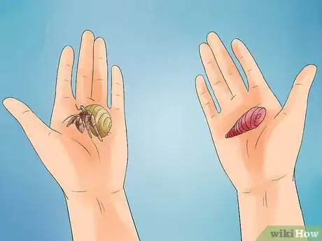 Imagen titulada Care for Hermit Crabs Step 14