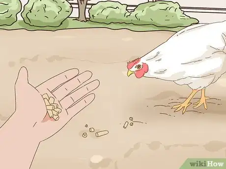 Imagen titulada Keep a Pet Chicken Step 13