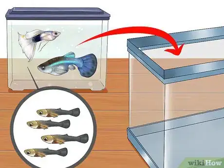 Imagen titulada Find Out if Your Guppy Is Pregnant Step 10