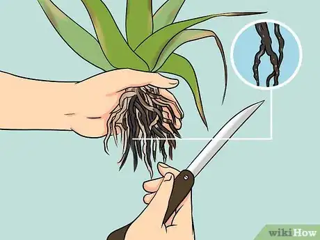 Imagen titulada Revive a Dying Aloe Vera Plant Step 2