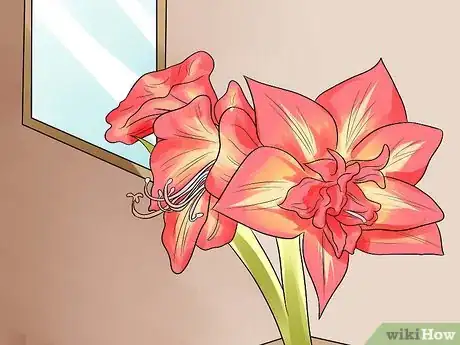 Imagen titulada Get Amaryllis to Rebloom Step 19