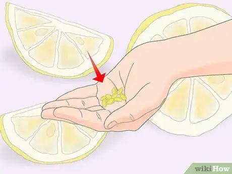 Imagen titulada Plant a Lemon Seed Step 13