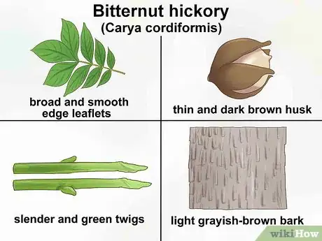 Imagen titulada Identify Hickory Trees Step 7