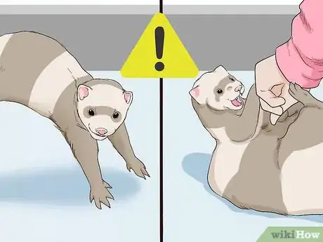 Imagen titulada Understand Ferret Body Language Step 8