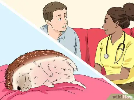 Imagen titulada Care for a Hedgehog with Wobbly Hedgehog Syndrome Step 11