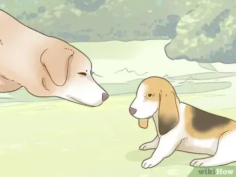 Imagen titulada Raise a Basset Hound Step 8