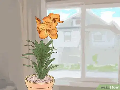 Imagen titulada Grow Vanda Orchids Step 6