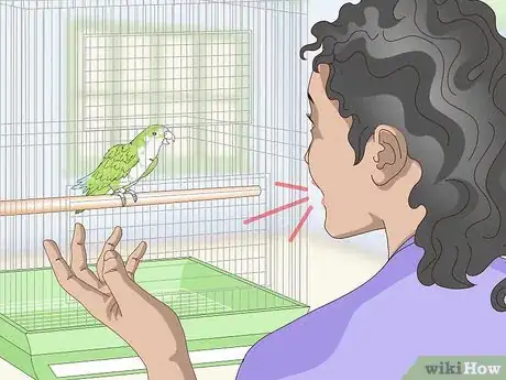 Imagen titulada Teach a Quaker Parrot to Speak Step 6