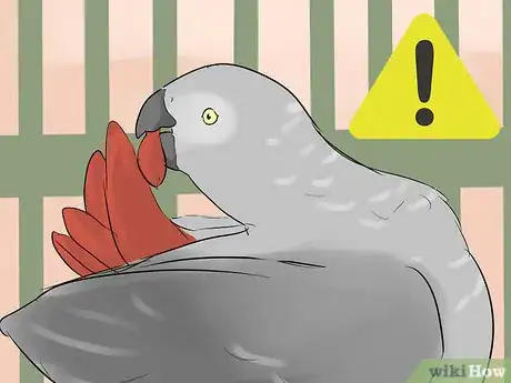 Imagen titulada Socialize an African Grey Parrot Step 9