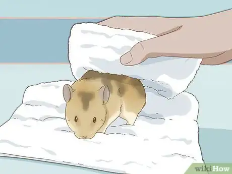 Imagen titulada Give Your Hamster a Bath Step 15