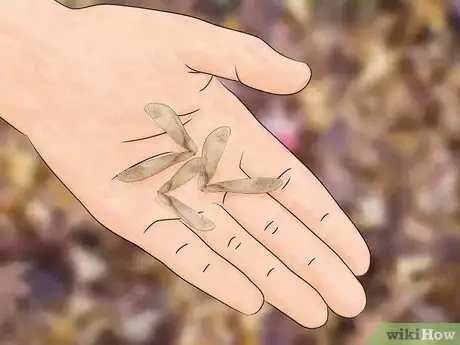 Imagen titulada Germinate Maple Tree Seeds Step 14