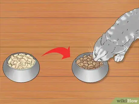 Imagen titulada Treat a Cat with Bloody Diarrhea Step 4