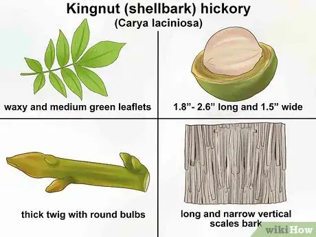 Imagen titulada Identify Hickory Trees Step 9