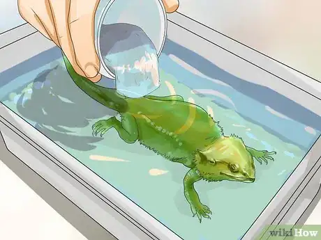 Imagen titulada Give a Bearded Dragon a Bath Step 6