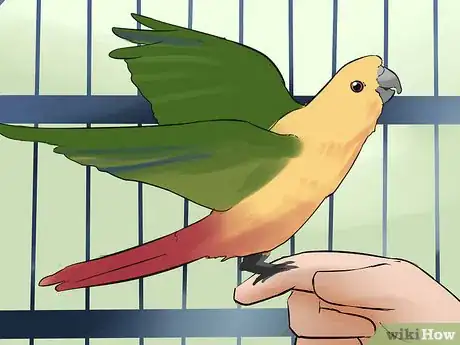 Imagen titulada Teach a Conure to Talk Step 6