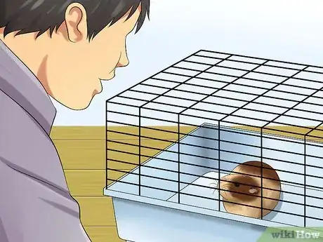 Imagen titulada Get Your Guinea Pig to Trust You Step 4