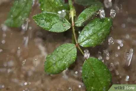 Imagen titulada Grow a Rose Bush from a Single Stem or Cutting Step 5