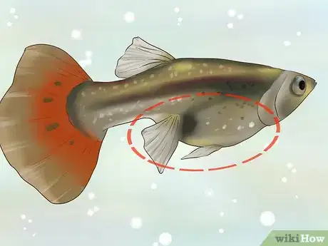 Imagen titulada Find Out if Your Guppy Is Pregnant Step 1