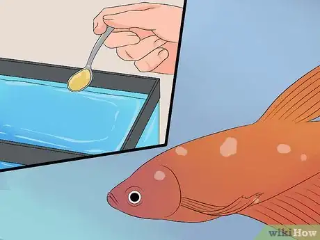 Imagen titulada Save a Dying Betta Fish Step 8