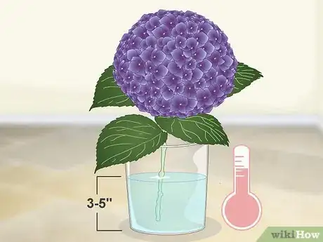 Imagen titulada Keep Hydrangeas Alive Step 3