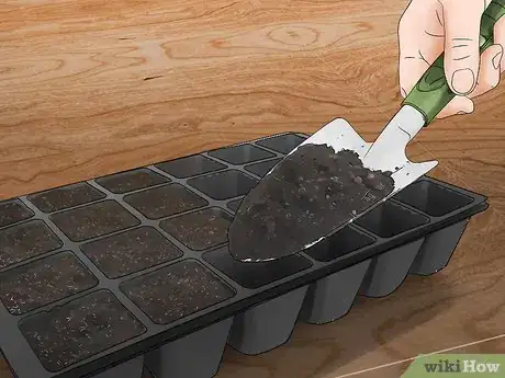 Imagen titulada Grow Jalapenos in a Pot Step 11