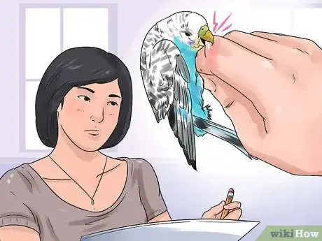 Imagen titulada Stop a Budgie from Biting Step 1