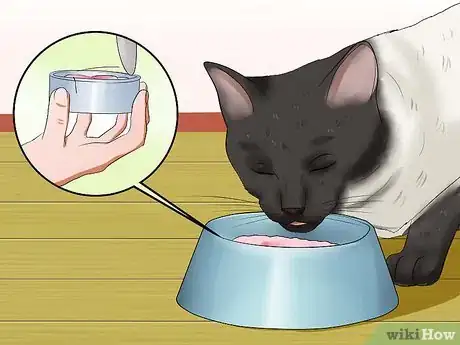 Imagen titulada Care for Siamese Cats Step 11