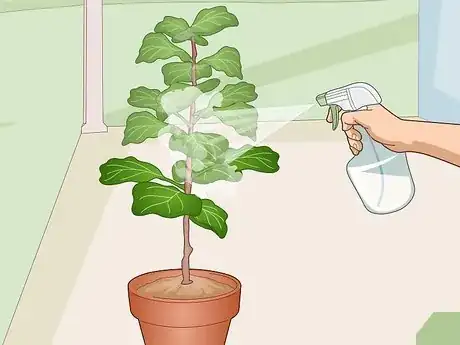 Imagen titulada Revive a Fiddle Leaf Fig Step 11