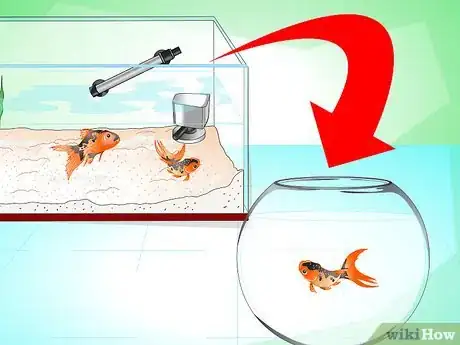 Imagen titulada Save a Dying Goldfish Step 17