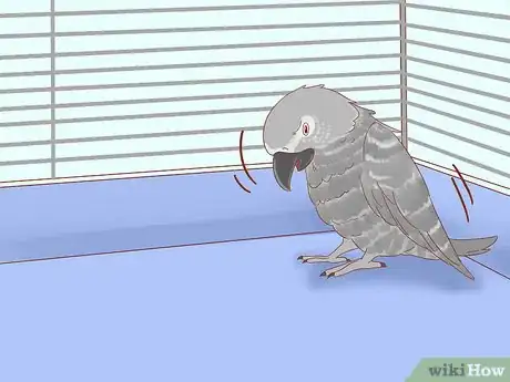 Imagen titulada Treat Feather Picking in African Grey Parrots Step 13