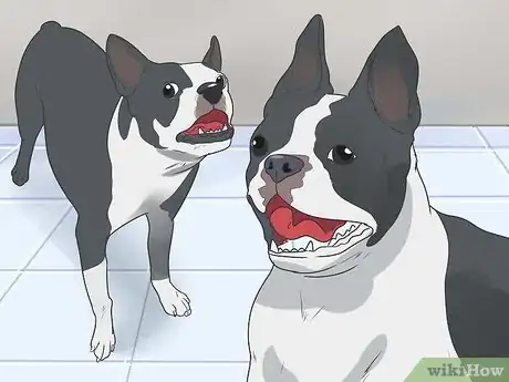 Imagen titulada Care for a Boston Terrier Step 2