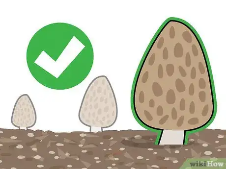 Imagen titulada Grow Morel Mushrooms Step 15