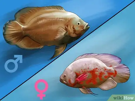 Imagen titulada Determine the Sex of a Fish Step 3