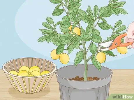 Imagen titulada Grow Lemon Trees Indoors Step 19