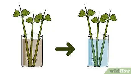 Imagen titulada Grow Hydrangea from Cuttings Step 24