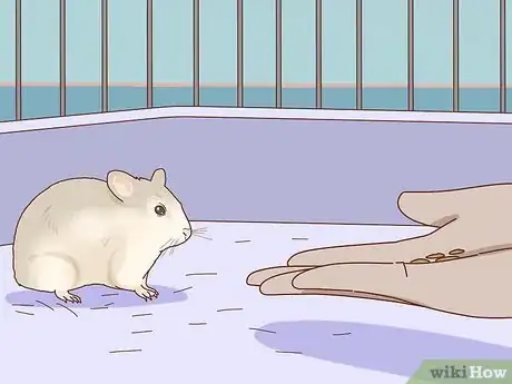 Imagen titulada Train Your Hamster to Come when You Call Step 3